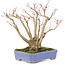 Acer palmatum, 19 cm, ± 20 jaar oud, met een mooi ouder wordend schorspatroon