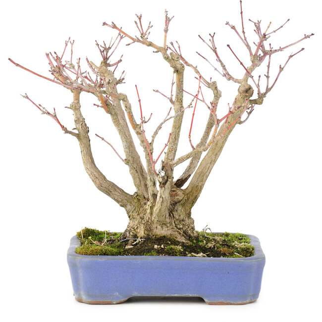 Acer palmatum, 19 cm, ± 20 jaar oud, met een mooi ouder wordend schorspatroon