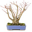 Acer palmatum, 19 cm, ± 20 años, con un hermoso patrón de corteza envejecida