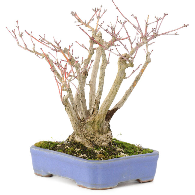 Acer palmatum, 19 cm, ± 20 ans, avec un magnifique motif d'écorce vieillissant