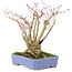 Acer palmatum, 19 cm, ± 20 jaar oud, met een mooi ouder wordend schorspatroon