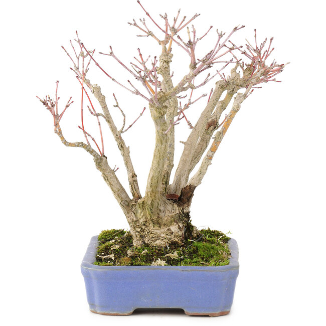 Acer palmatum, 19 cm, ± 20 jaar oud, met een mooi ouder wordend schorspatroon
