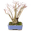 Acer palmatum, 19 cm, ± 20 jaar oud, met een mooi ouder wordend schorspatroon