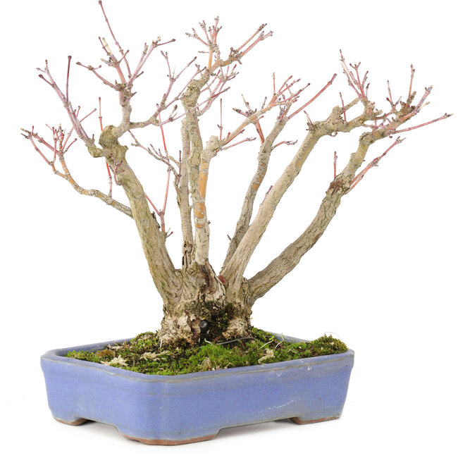 Acer palmatum, 19 cm, ± 20 años, con un hermoso patrón de corteza envejecida