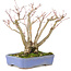 Acer palmatum, 19 cm, ± 20 jaar oud, met een mooi ouder wordend schorspatroon