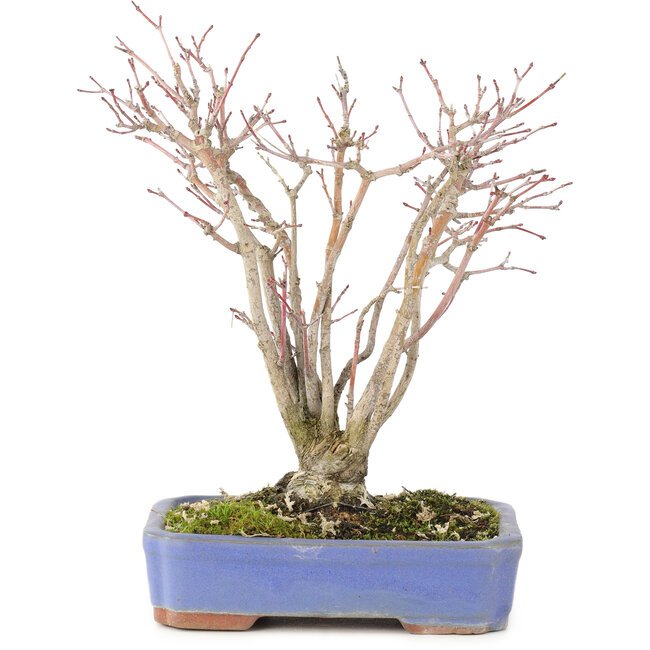 Acer palmatum, 20,5 cm, ± 20 ans, avec un magnifique motif d'écorce vieillissant