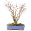 Acer palmatum, 20,5 cm, ± 20 años, con un hermoso patrón de corteza envejecida