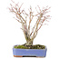 Acer palmatum, 20,5 cm, ± 20 jaar oud, met een mooi ouder wordend schorspatroon