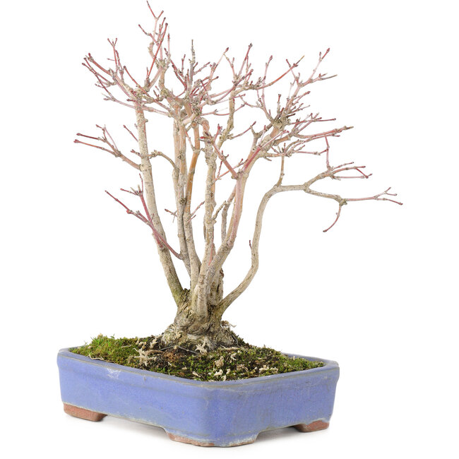 Acer palmatum, 20,5 cm, ± 20 ans, avec un magnifique motif d'écorce vieillissant