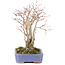 Acer palmatum, 20,5 cm, ± 20 años, con un hermoso patrón de corteza envejecida