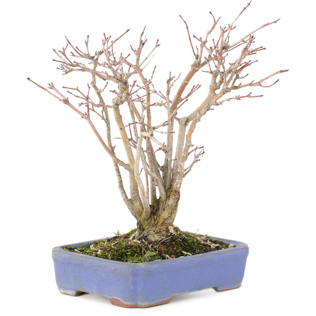 Acer palmatum, 20,5 cm, ± 20 ans, avec un magnifique motif d'écorce vieillissant