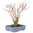 Acer palmatum, 20,5 cm, ± 20 años, con un hermoso patrón de corteza envejecida
