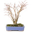 Acer palmatum, 20,5 cm, ± 20 años, con un hermoso patrón de corteza envejecida