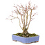 Acer palmatum, 20,5 cm, ± 20 años, con un hermoso patrón de corteza envejecida