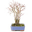 Acer palmatum, 20,5 cm, ± 20 años, con un hermoso patrón de corteza envejecida