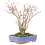 Acer palmatum, 20,5 cm, ± 20 años, con un hermoso patrón de corteza envejecida