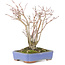 Acer palmatum, 20,5 cm, ± 20 jaar oud, met een mooi ouder wordend schorspatroon