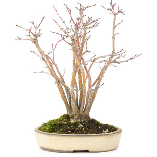 Acer palmatum, 20 cm, ± 20 jaar oud