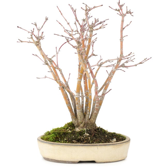 Acer palmatum, 20 cm, ± 20 anni, con un bellissimo motivo a corteccia invecchiata