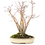 Acer palmatum, 20 cm, ± 20 jaar oud, met een mooi ouder wordend schorspatroon