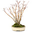 Acer palmatum, 20 cm, ± 20 jaar oud, met een mooi ouder wordend schorspatroon