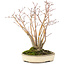 Acer palmatum, 20 cm, ± 20 jaar oud, met een mooi ouder wordend schorspatroon