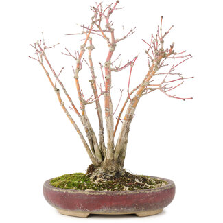 Acer palmatum, 20,8 cm, ± 20 jaar oud