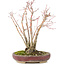 Acer palmatum, 20,8 cm, ± 20 jaar oud, met een mooi ouder wordend schorspatroon