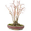 Acer palmatum, 20,8 cm, ± 20 Jahre alt, mit einem schön alternden Rindenmuster