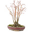 Acer palmatum, 20,8 cm, ± 20 years old, with a beautifully aging bark pattern