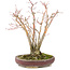 Acer palmatum, 20,8 cm, ± 20 jaar oud, met een mooi ouder wordend schorspatroon