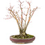 Acer palmatum, 20,8 cm, ± 20 years old, with a beautifully aging bark pattern