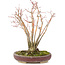 Acer palmatum, 20,8 cm, ± 20 jaar oud, met een mooi ouder wordend schorspatroon