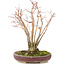 Acer palmatum, 20,8 cm, ± 20 years old, with a beautifully aging bark pattern