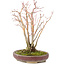 Acer palmatum, 20,8 cm, ± 20 years old, with a beautifully aging bark pattern