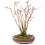 Acer palmatum, 20,8 cm, ± 20 jaar oud, met een mooi ouder wordend schorspatroon