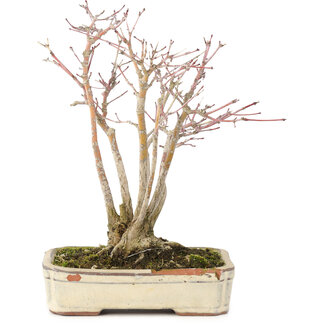 Acer palmatum, 20 cm, ± 20 jaar oud