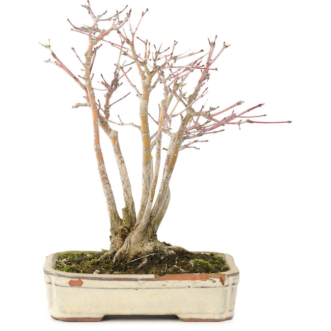 Acer palmatum, 20 cm, ± 20 años, con un hermoso patrón de corteza envejecida, en una maceta dañada