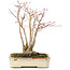 Acer palmatum, 20 cm, ± 20 ans, avec un magnifique motif d'écorce vieillissant, dans un pot endommagé