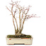 Acer palmatum, 20 cm, ± 20 years old, with a beautifully aging bark pattern, in a damaged pot