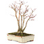 Acer palmatum, 20 cm, ± 20 ans, avec un magnifique motif d'écorce vieillissant, dans un pot endommagé