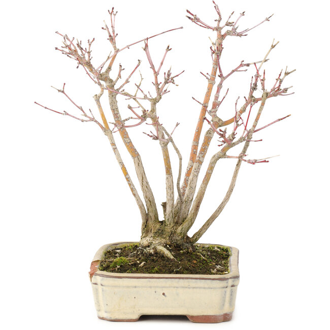 Acer palmatum, 20 cm, ± 20 jaar oud, met mooi ouder wordend schorspatroon, in beschadigde pot