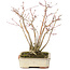 Acer palmatum, 20 cm, ± 20 años, con un hermoso patrón de corteza envejecida, en una maceta dañada