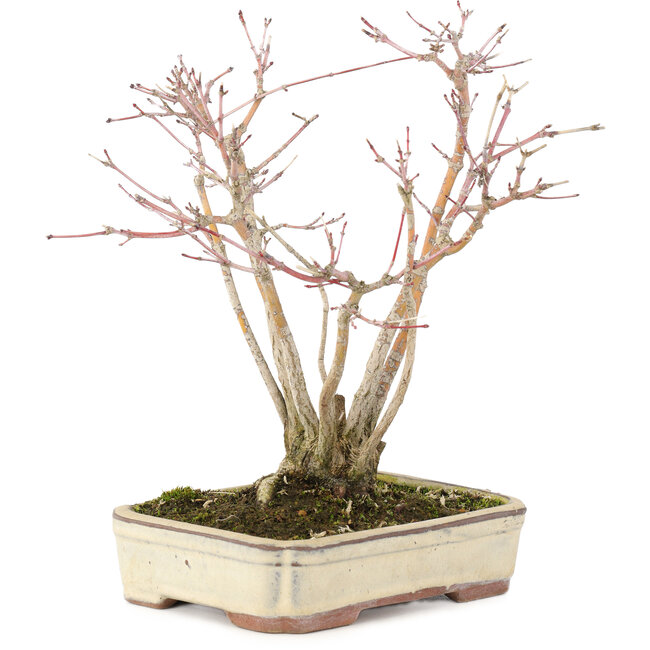 Acer palmatum, 20 cm, ± 20 ans, avec un magnifique motif d'écorce vieillissant, dans un pot endommagé