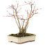 Acer palmatum, 20 cm, ± 20 ans, avec un magnifique motif d'écorce vieillissant, dans un pot endommagé