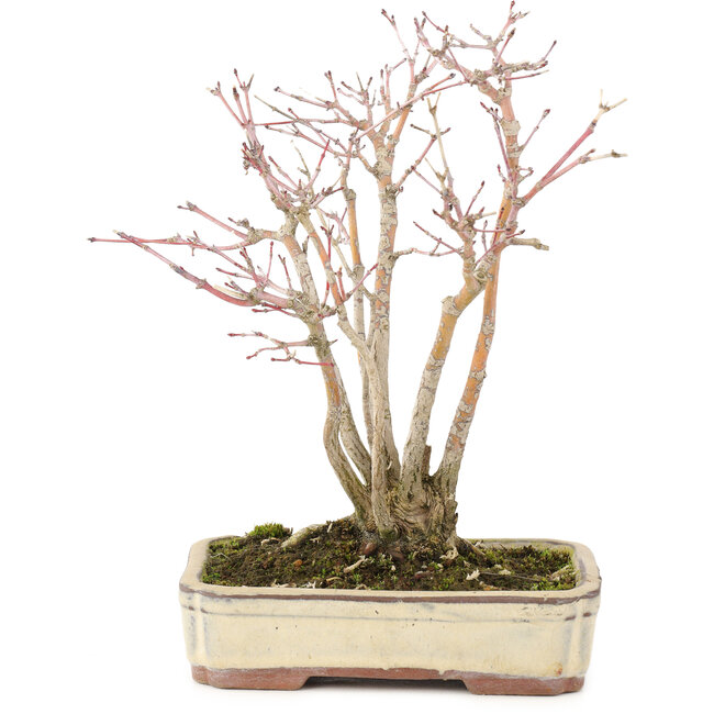 Acer palmatum, 20 cm, ± 20 anni, con un bellissimo motivo a corteccia invecchiata, in un vaso danneggiato