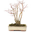 Acer palmatum, 20 cm, ± 20 ans, avec un magnifique motif d'écorce vieillissant, dans un pot endommagé