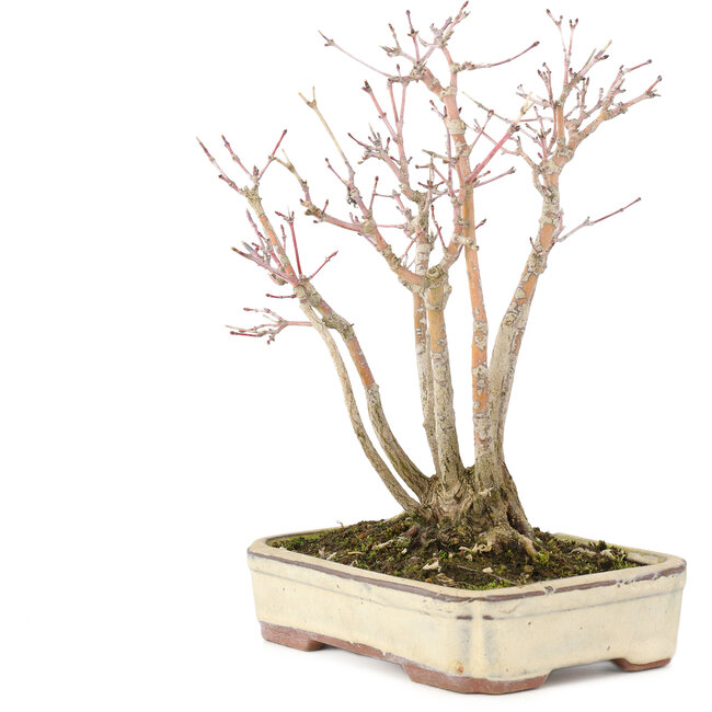 Acer palmatum, 20 cm, ± 20 jaar oud, met mooi ouder wordend schorspatroon, in beschadigde pot