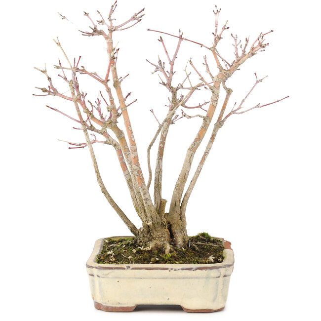 Acer palmatum, 20 cm, ± 20 ans, avec un magnifique motif d'écorce vieillissant, dans un pot endommagé