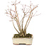 Acer palmatum, 20 cm, ± 20 años, con un hermoso patrón de corteza envejecida, en una maceta dañada